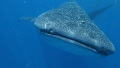   Whale Shark picture taken Canon G15 Fantasea Housing ambient light did use wide angle lense. Settings F5.6 ISO 100 Shutter Speed 125 lense F56 F5  